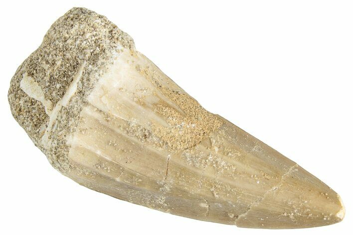 Fossil Mosasaur (Mosasaurus) Tooth - Morocco #286278